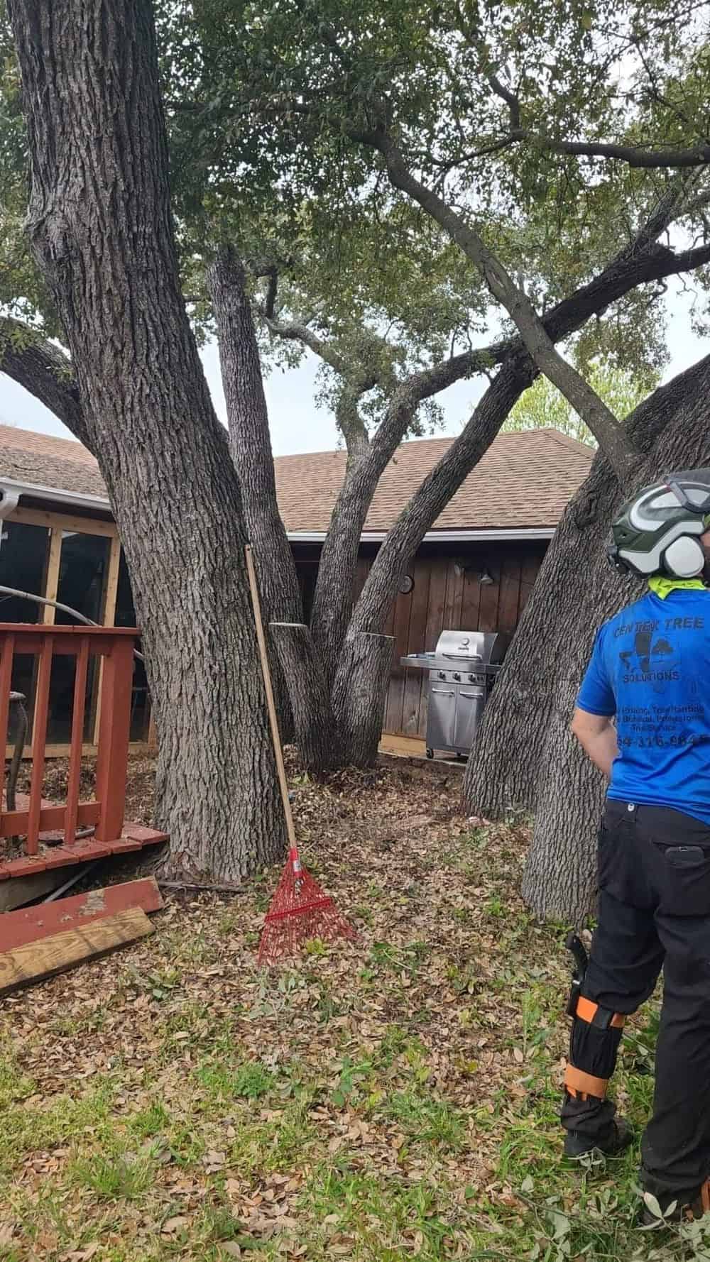 Tree Health and Diagnosis image