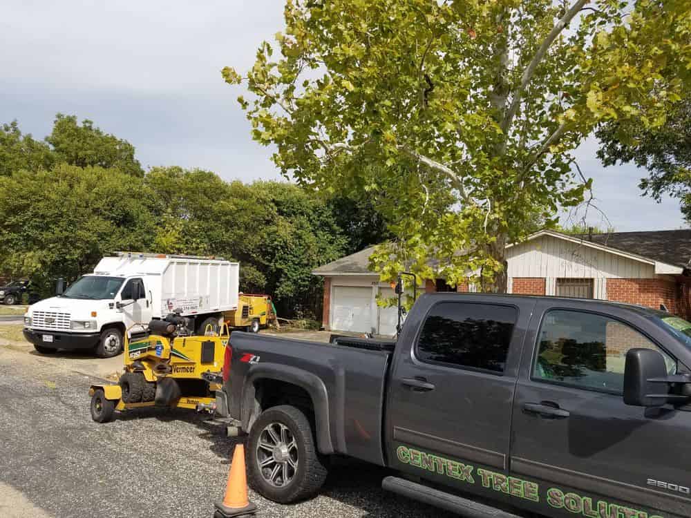Tree Health Inspection image