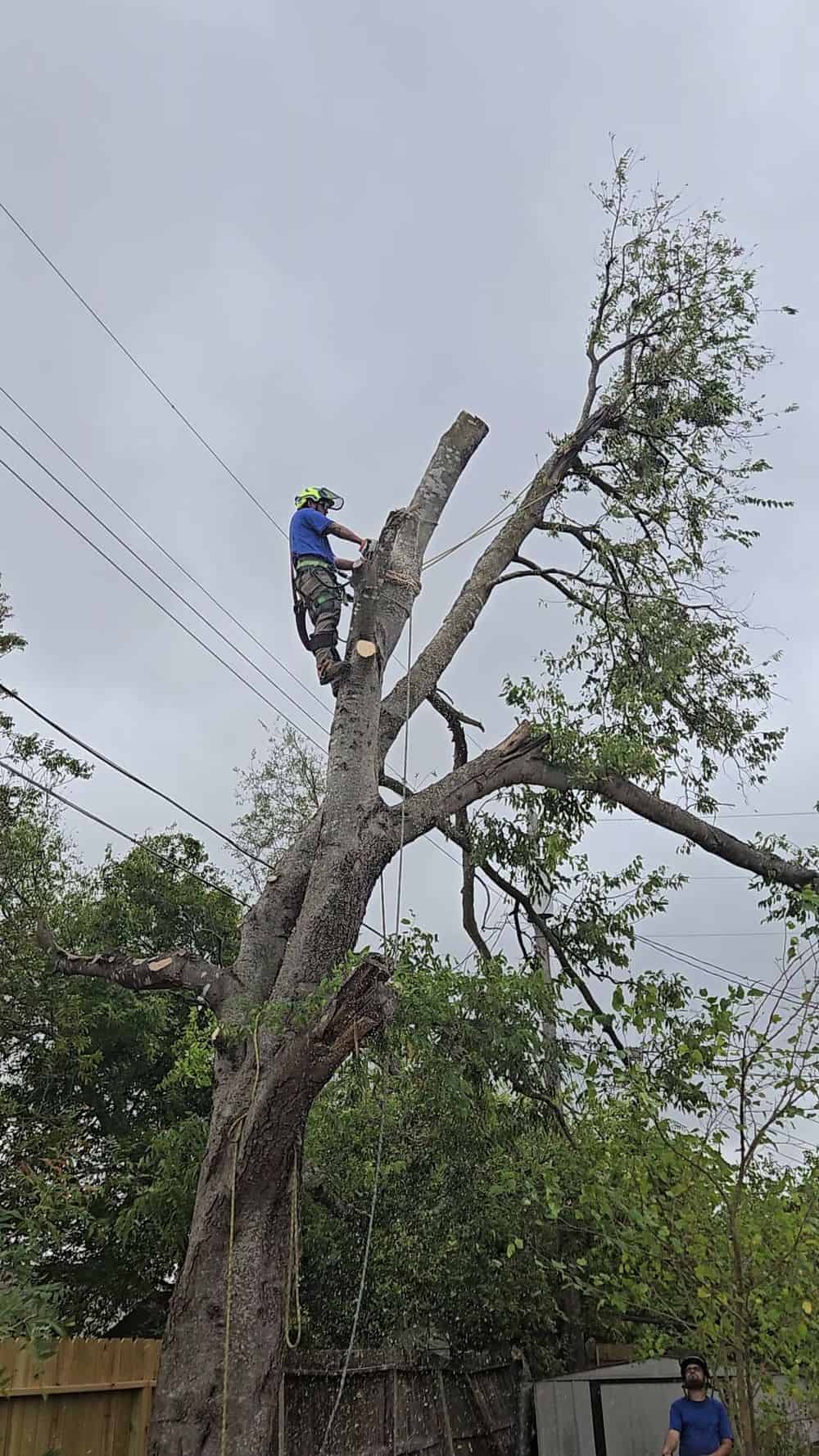 Tree Pruning image
