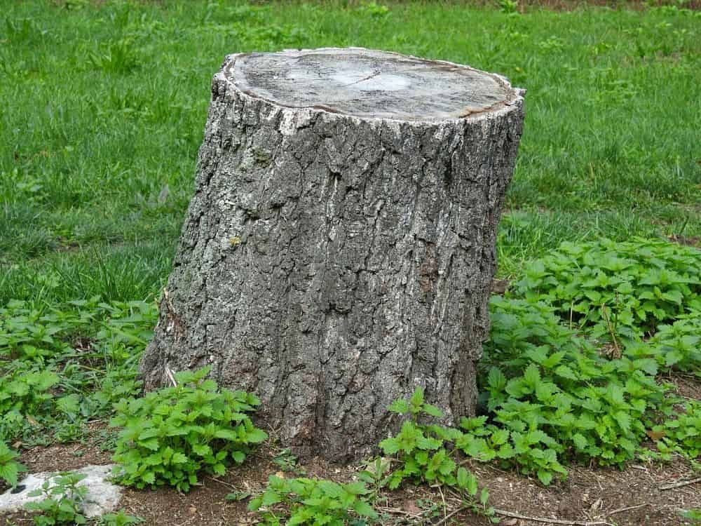 Stump Removal image