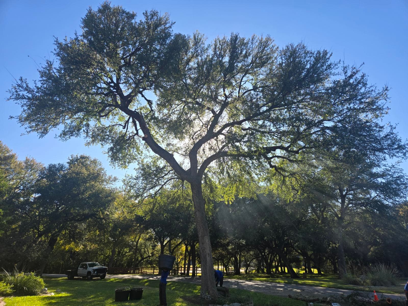Project Sunlit Tree Pruning in Salado TX image