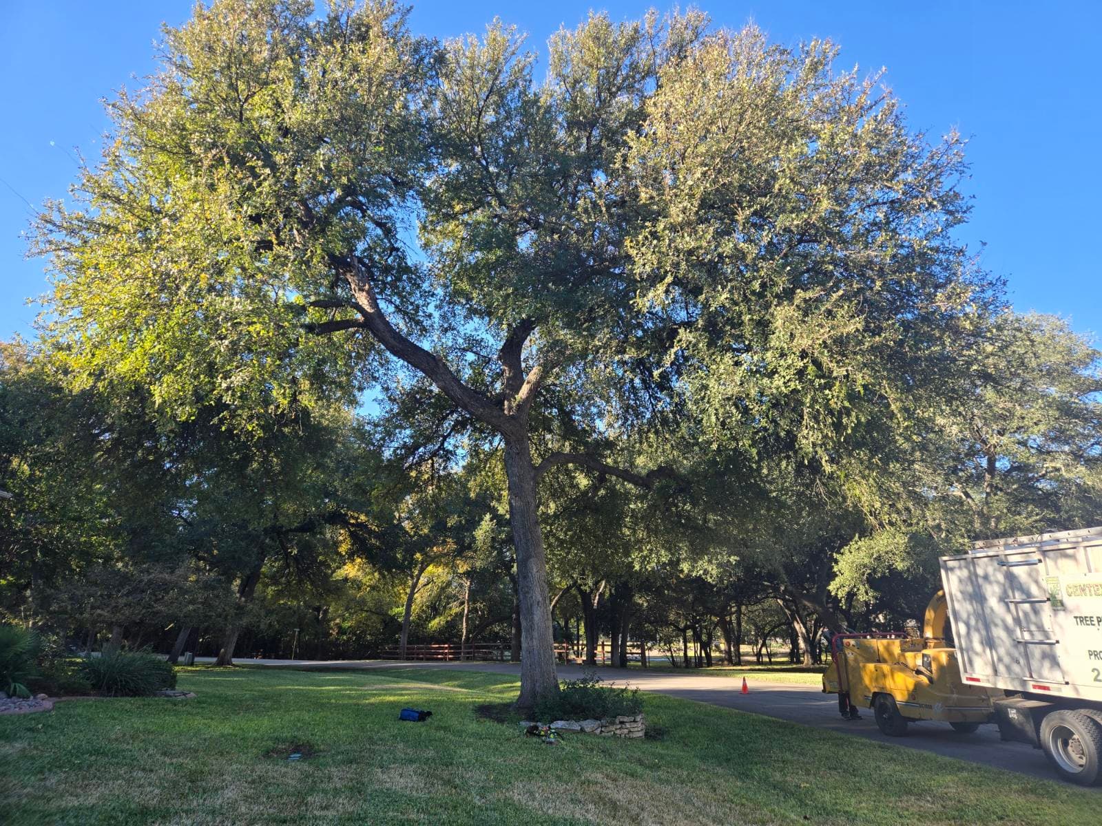 Gallery photos for Sunlit Tree Pruning in Salado TX: Image #1
