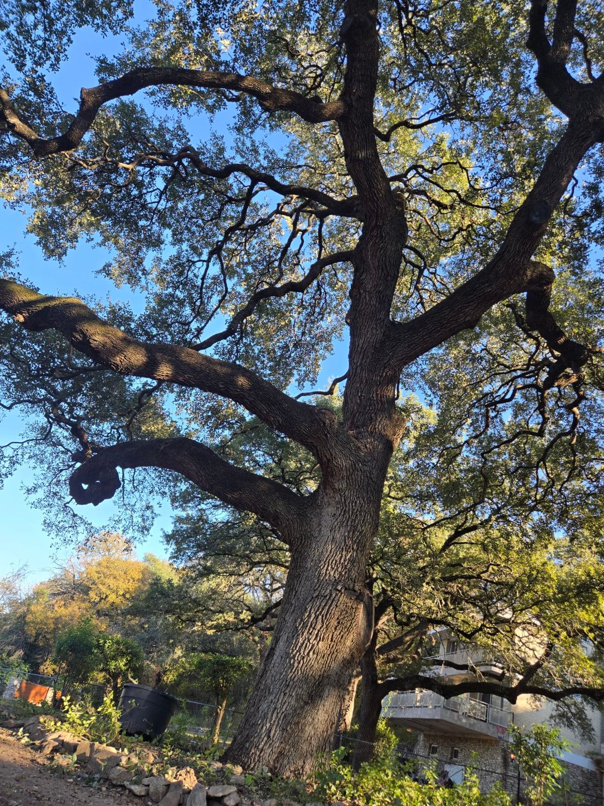 Project Tree Care Expertise in Gatesville and Killeen image