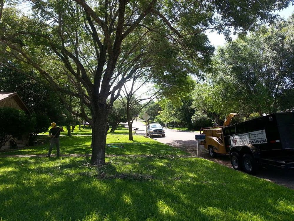 Tree trimming service in a lush green yard with a truck and equipment nearby.