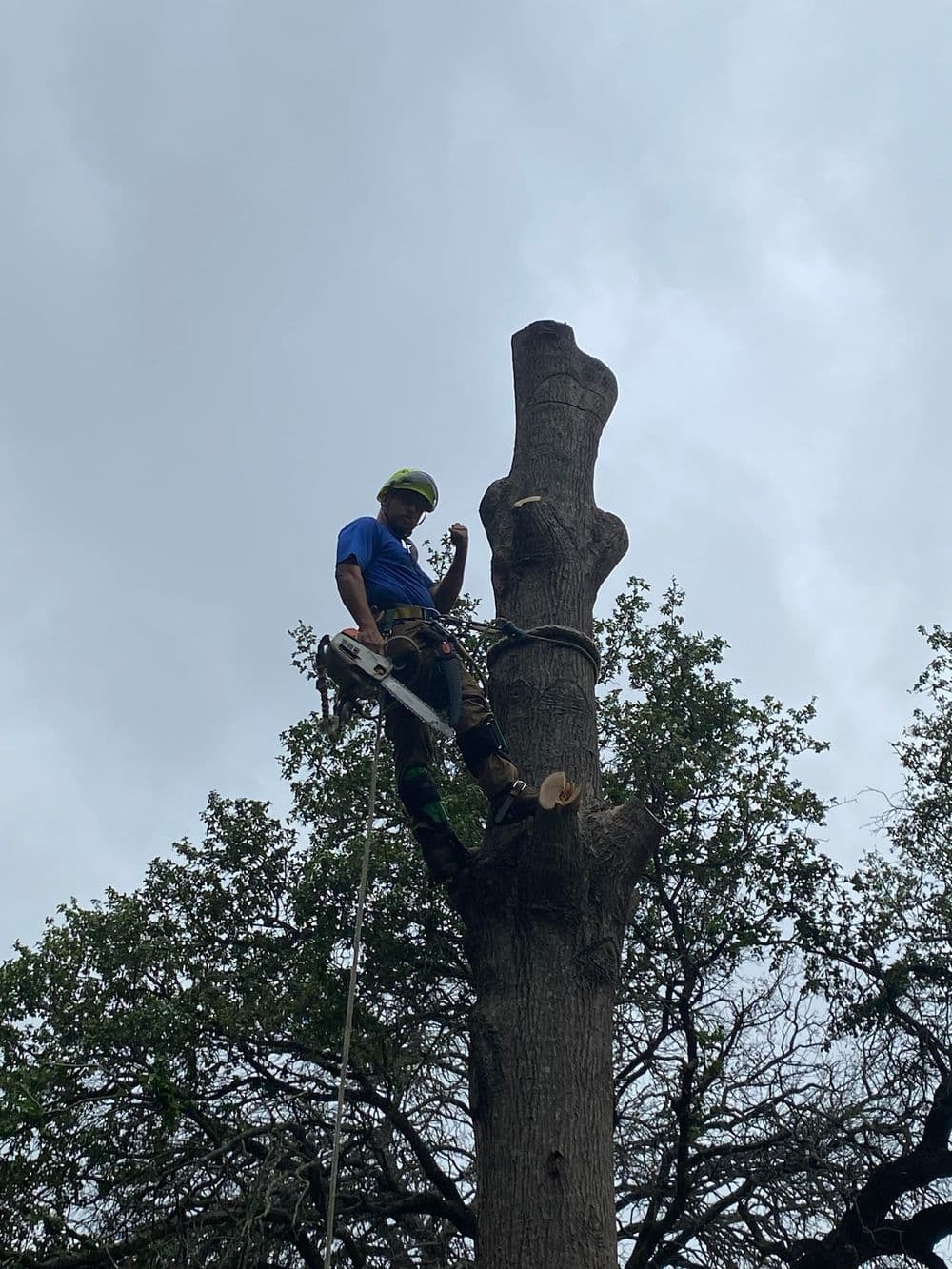 Tree trimmer in safety gear removing branches from a tall tree against a cloudy sky.