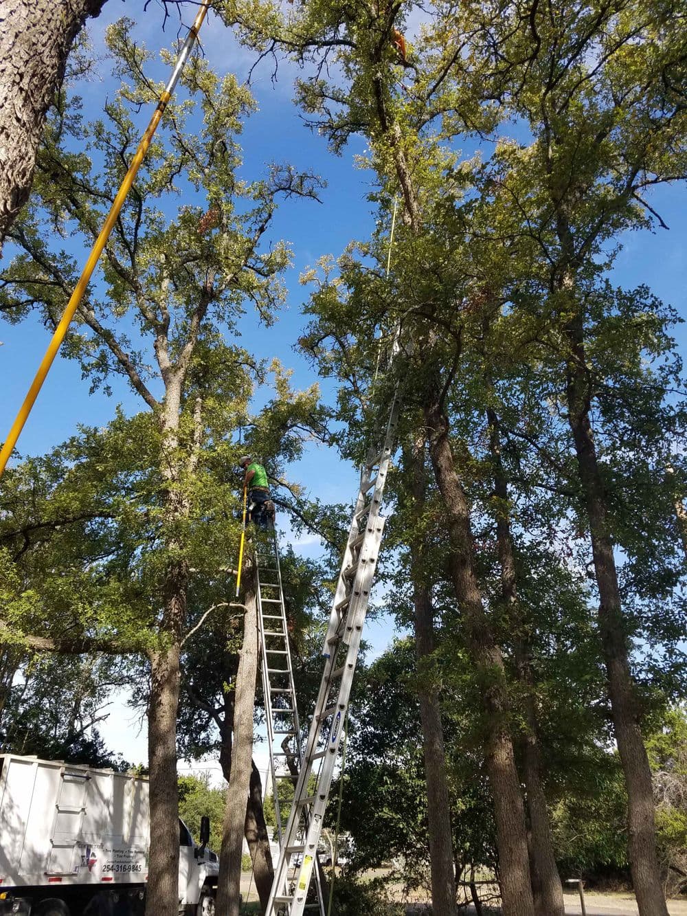 Tree trimming service in action with a worker on a ladder among green trees.