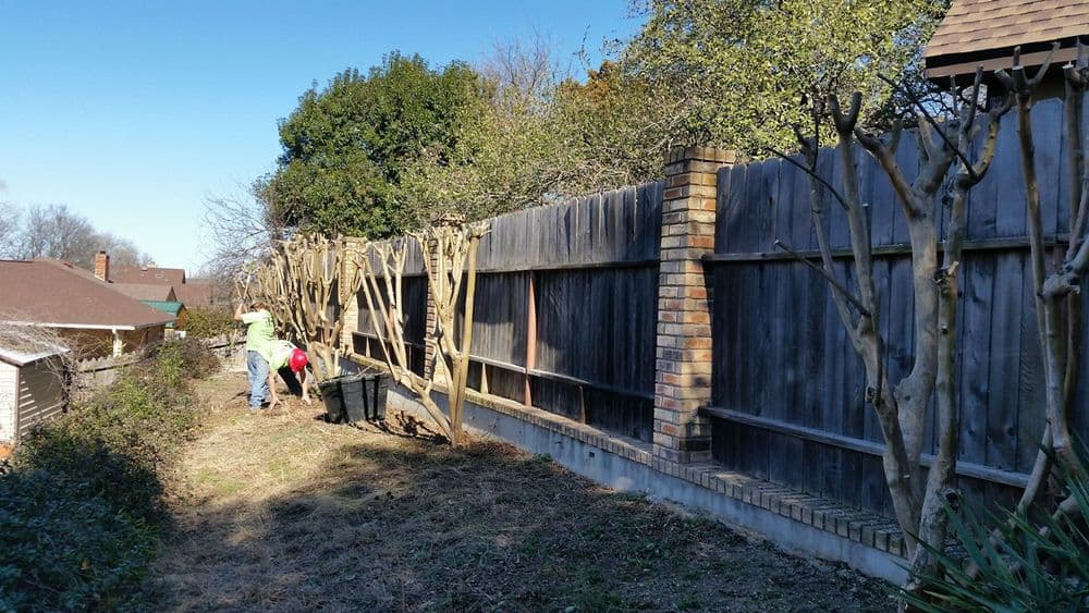 People gardening along a wooden fence with pruned trees and clear blue sky.