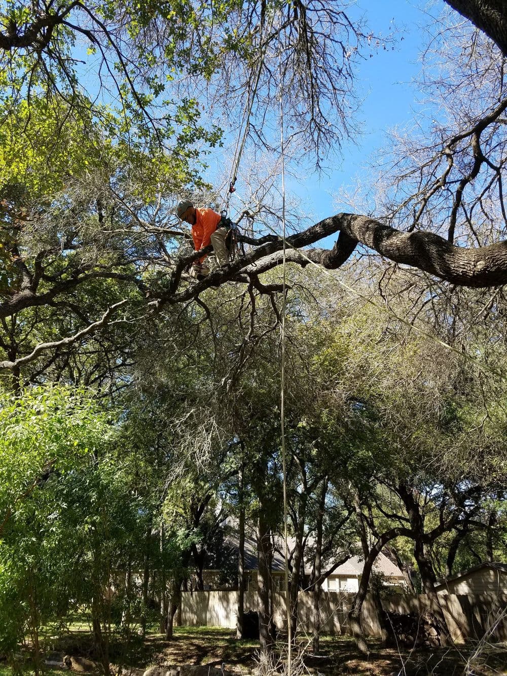 Person in orange climbing a tree with a rope, surrounded by green foliage and blue sky.