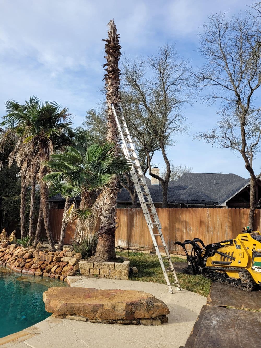 Ladder next to a tall palm tree by a pool with landscaping and construction equipment nearby.