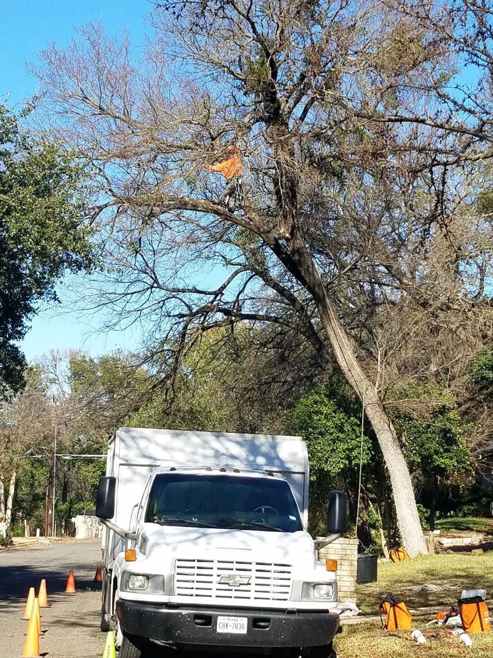 White service truck parked under a tree with a worker climbing to remove branches.