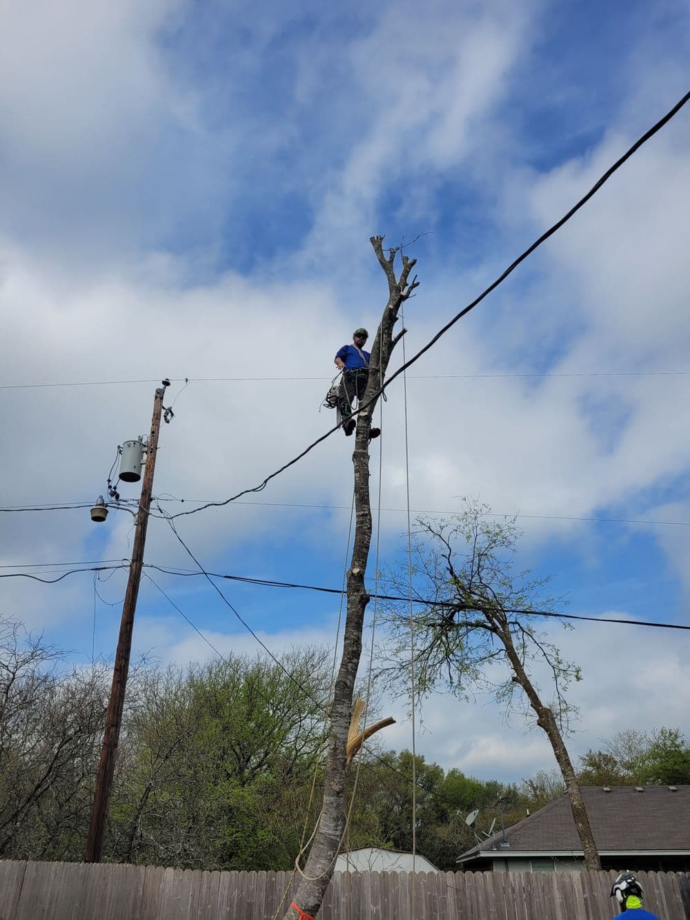 Tree pruning work in progress, with a worker high on a tree near power lines against a cloudy sky.