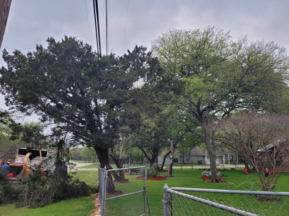 Trees and landscaping in a yard, with workers trimming branches and cloudy sky above.