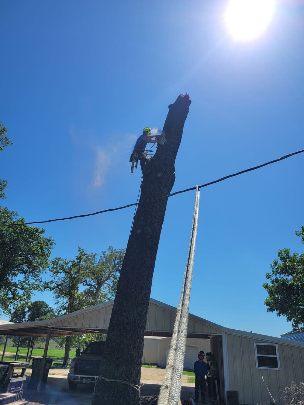 Tree removal in progress with a climber using a chainsaw against a clear blue sky.