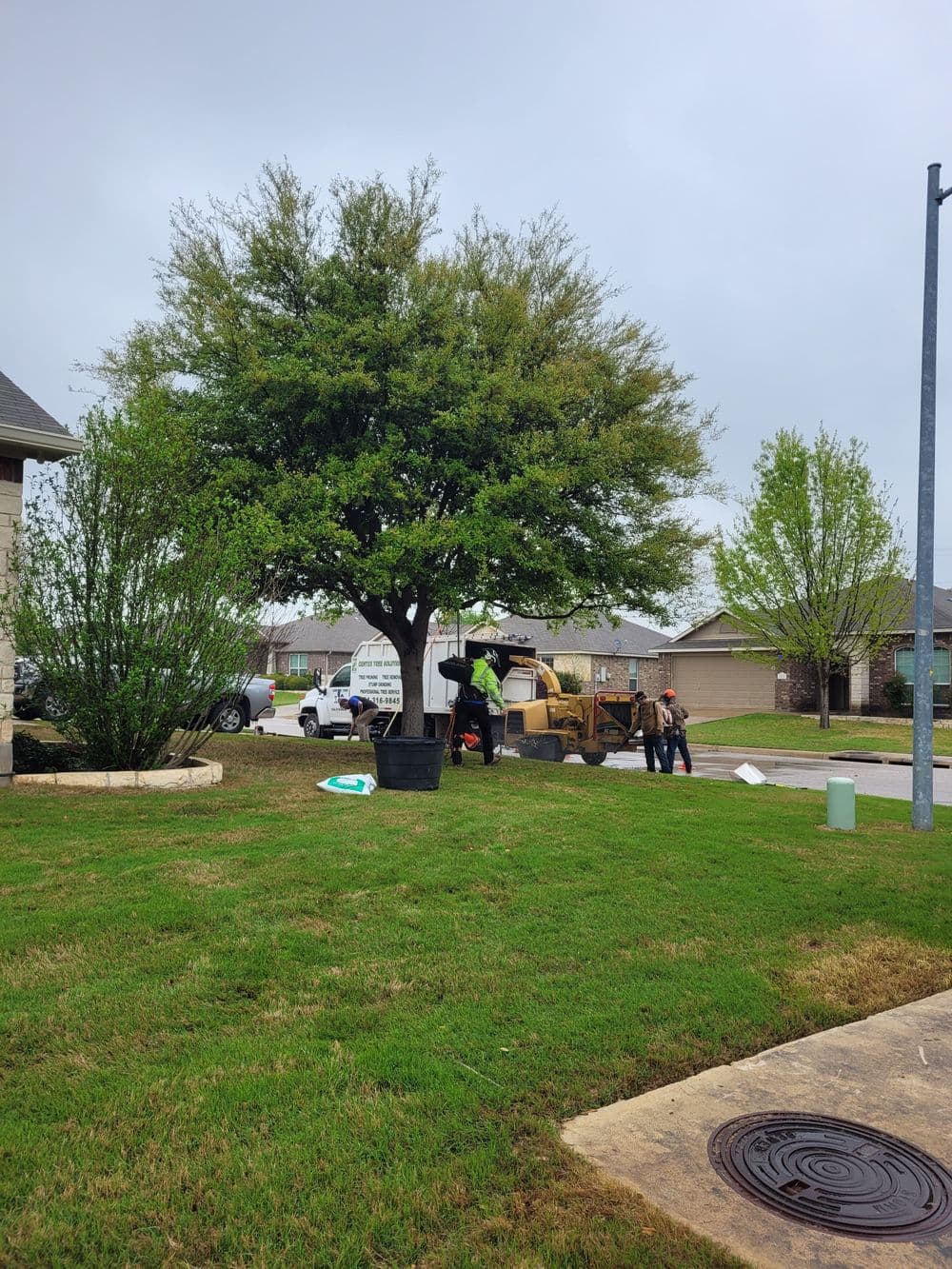 Workers doing yard maintenance near a large tree in a residential area on a cloudy day.