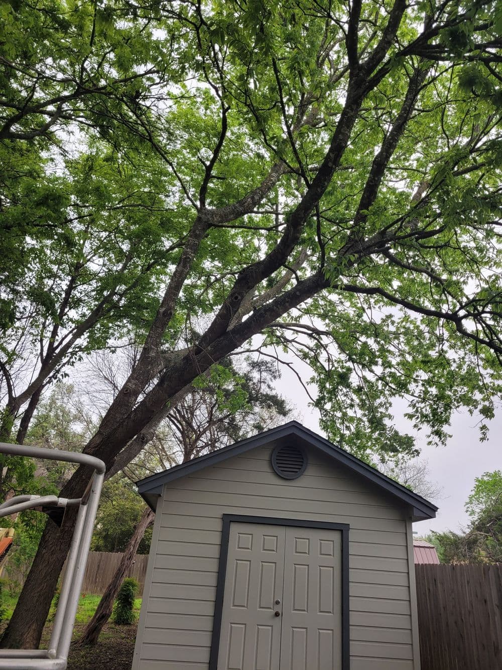 Shed under a large green tree in a backyard setting on a cloudy day.