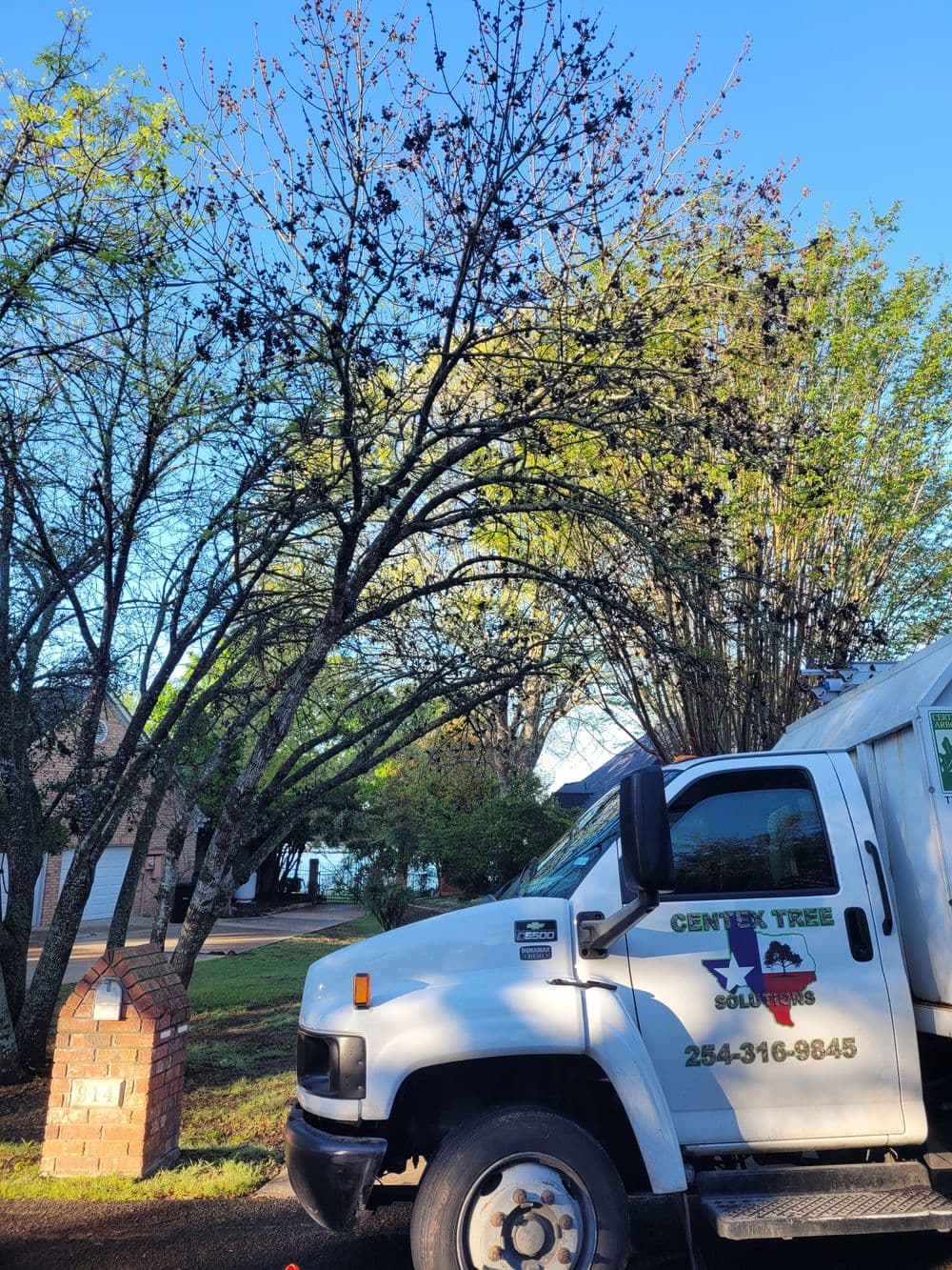 Tree service truck parked near a large, leafy tree in a residential area.