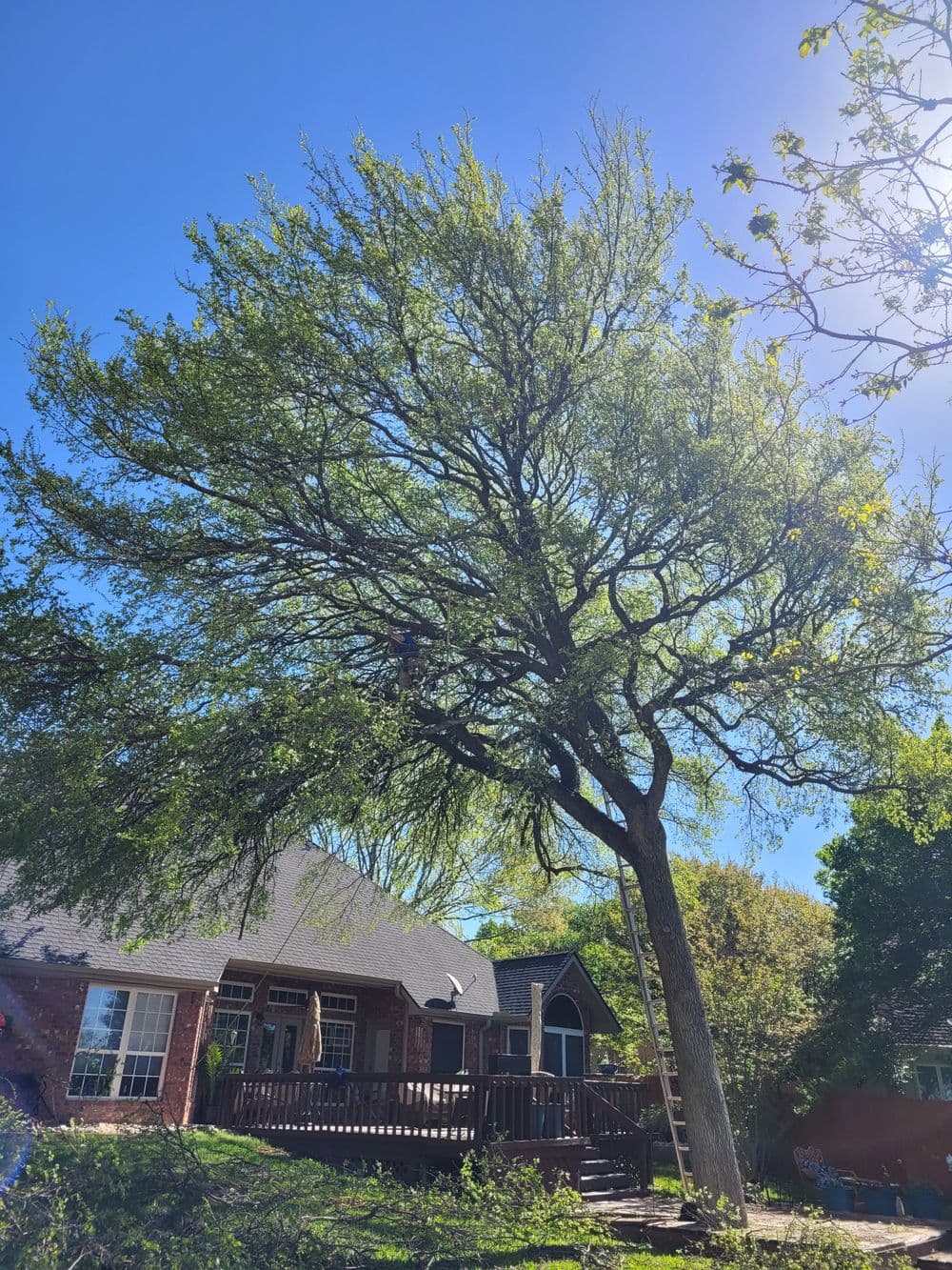 Large green tree next to a house with a deck on a clear, sunny day.