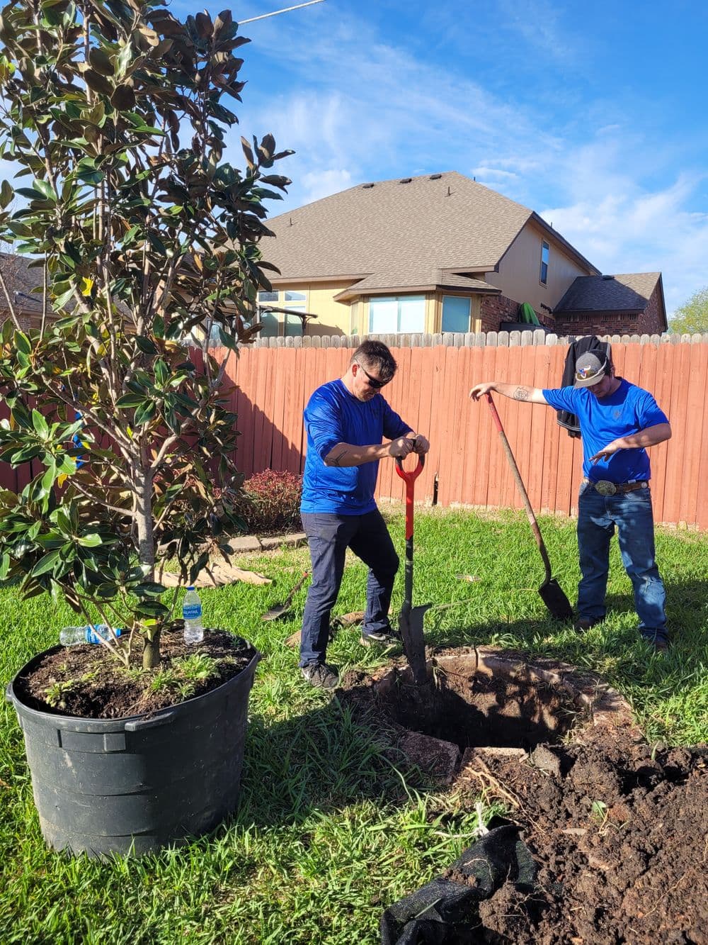Two men planting a magnolia tree in a backyard, using shovels in front of a wooden fence.