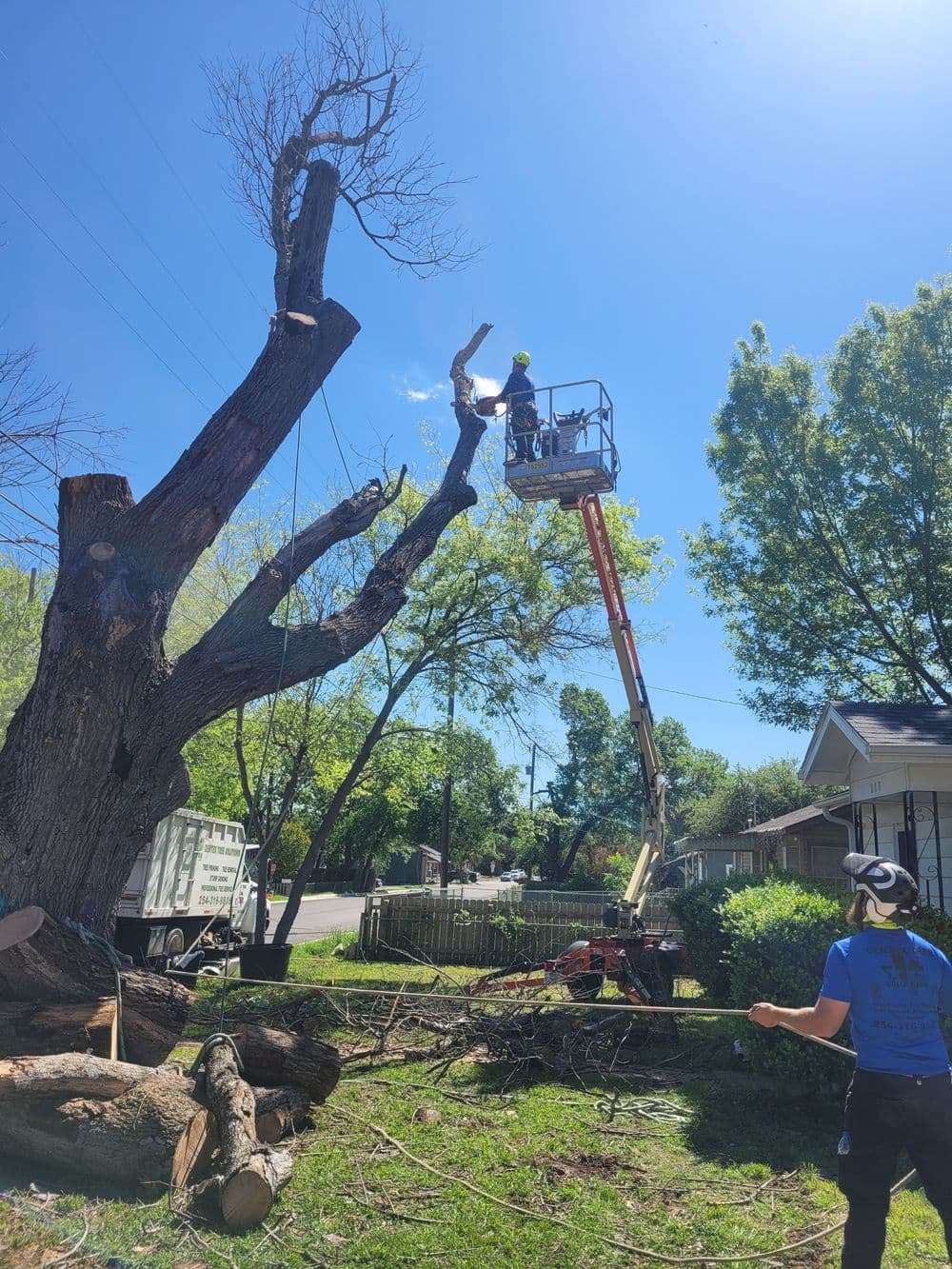Tree removal workers using a lift to trim branches on a sunny day. Green grass and nearby house visible.