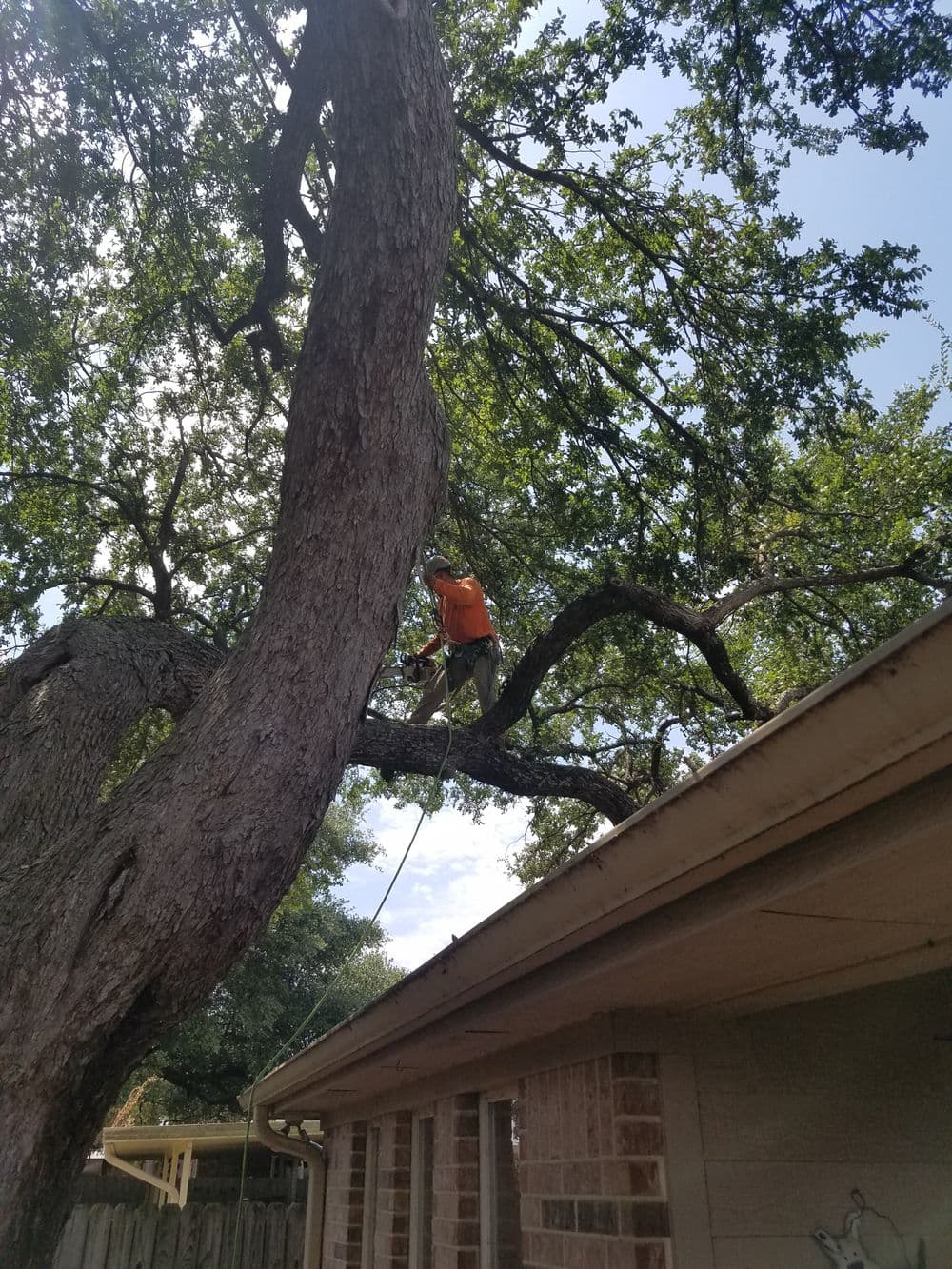 Person in orange shirt trimming tree branches near house under clear blue sky.