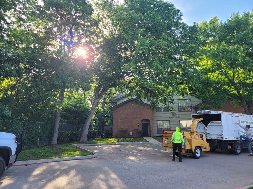Tree removal service at a residential property with a worker and equipment in sunny weather.