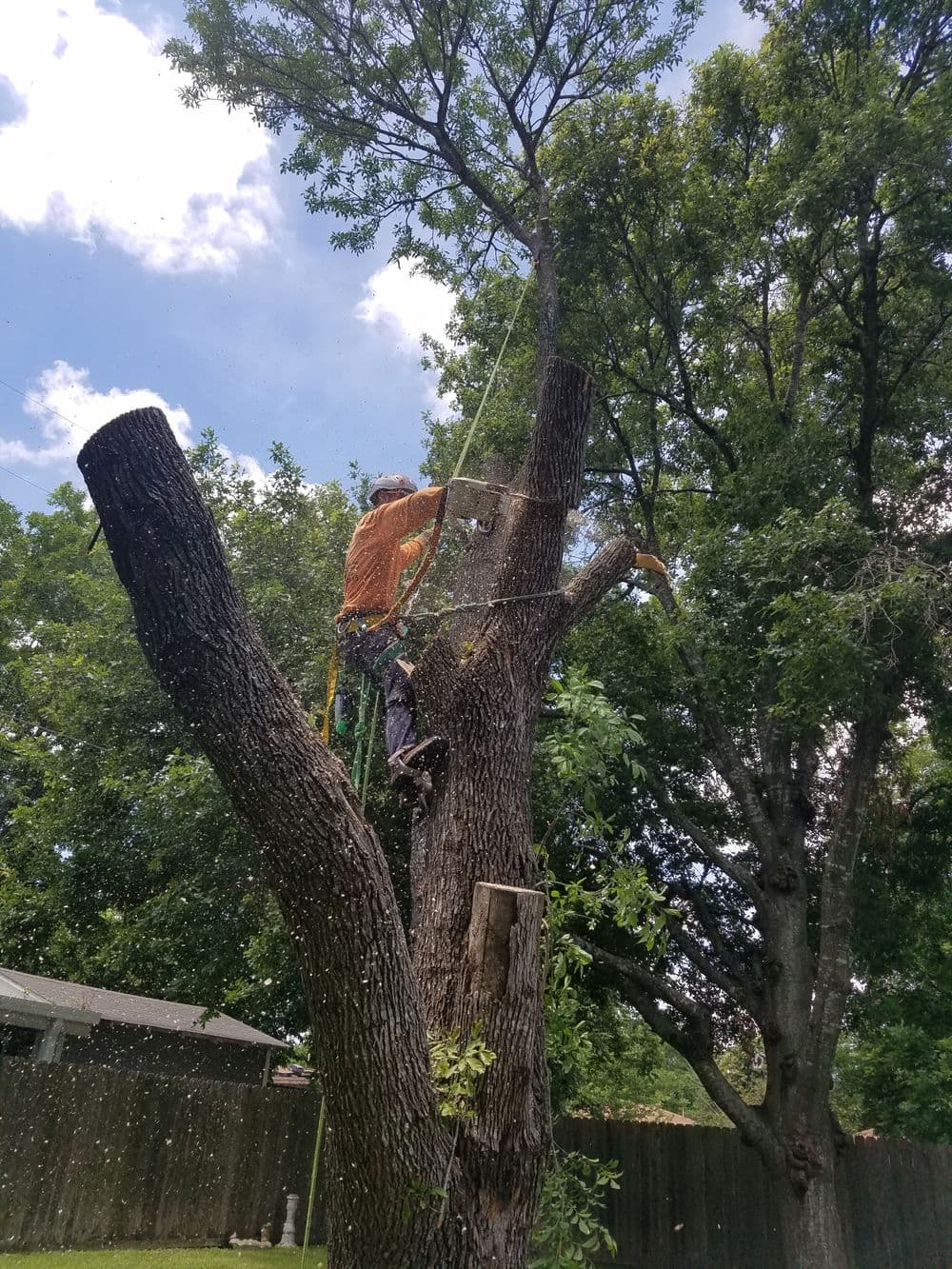 Tree removal expert climbing a large tree with safety gear on a sunny day.