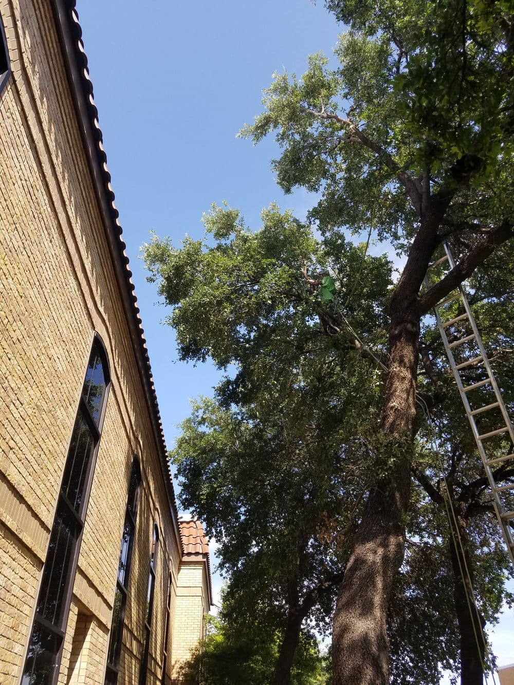 Tree trimming service in action near a brick building under a clear blue sky.