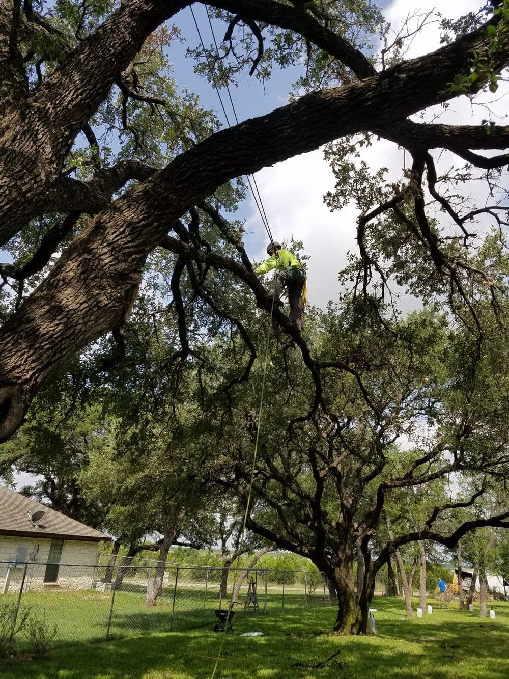 Tree trimmer ascending an oak tree with ropes in a residential yard under a blue sky.