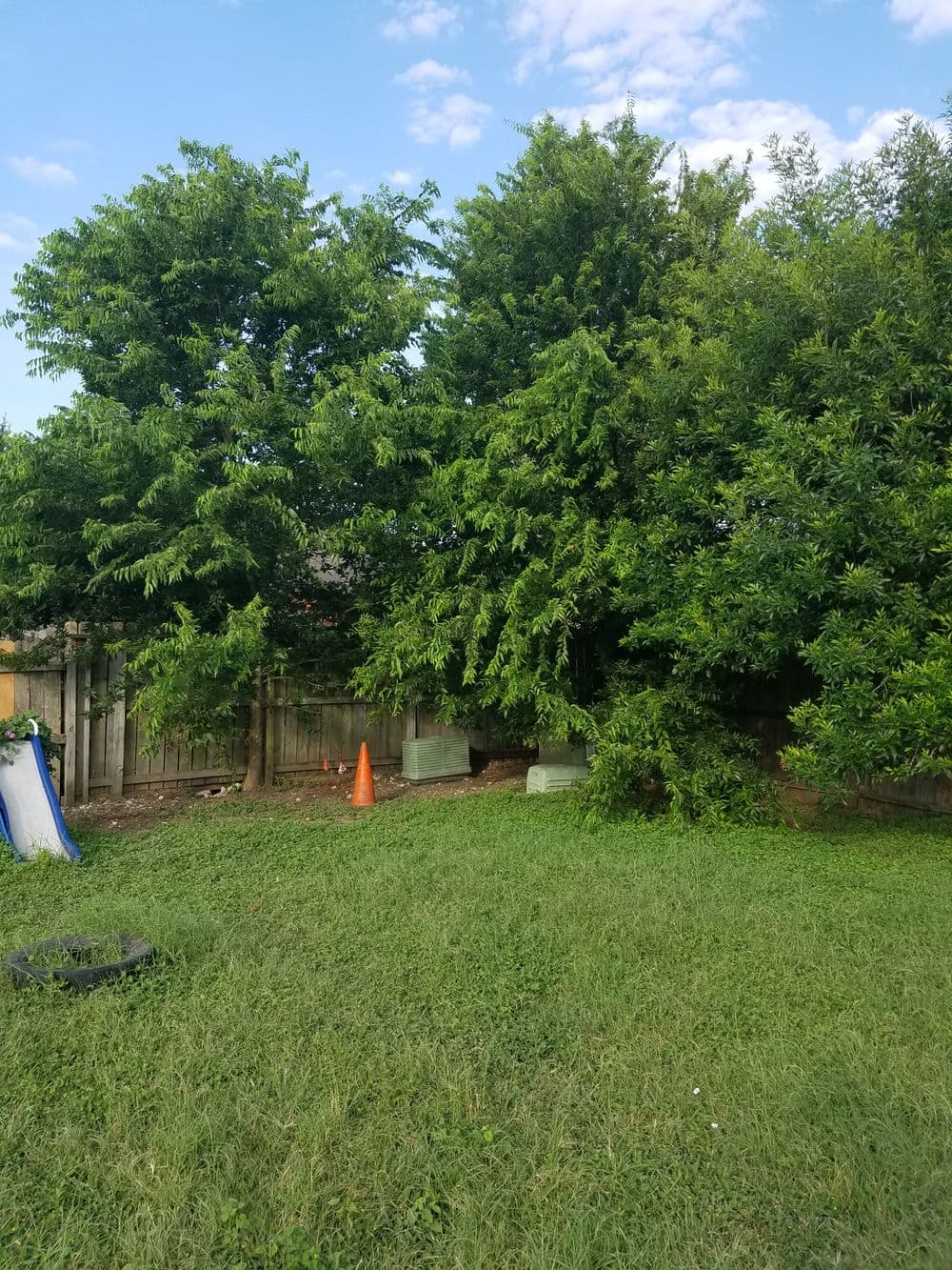 Lush green trees and grass in a backyard with a wooden fence and landscaping elements.