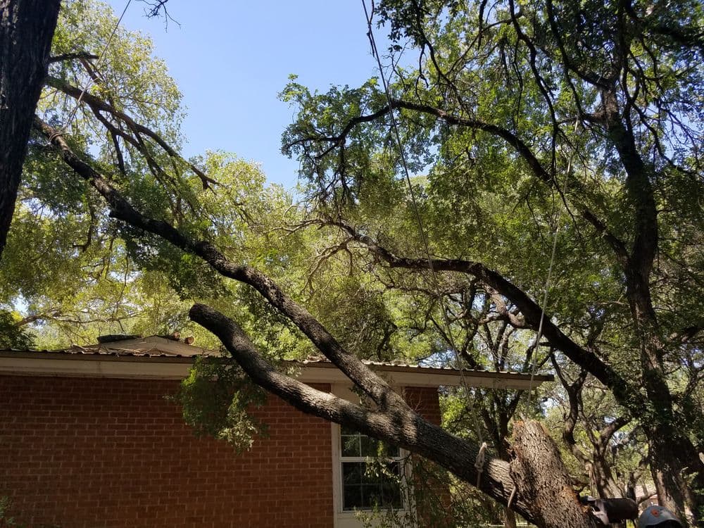 Large tree branches extending over a brick house under a clear blue sky.