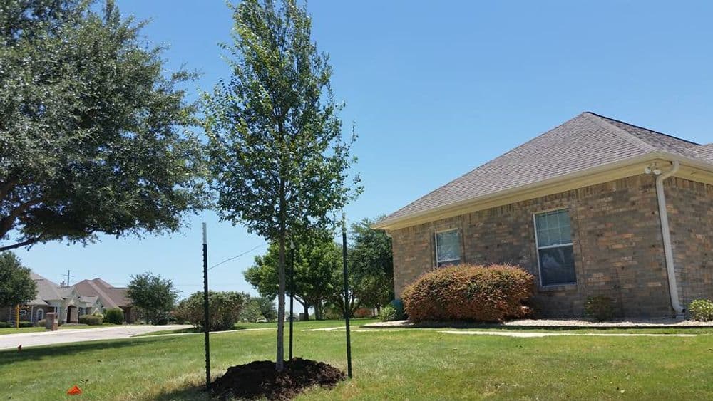 Newly planted tree in front of a house with a clear blue sky and well-maintained lawn.