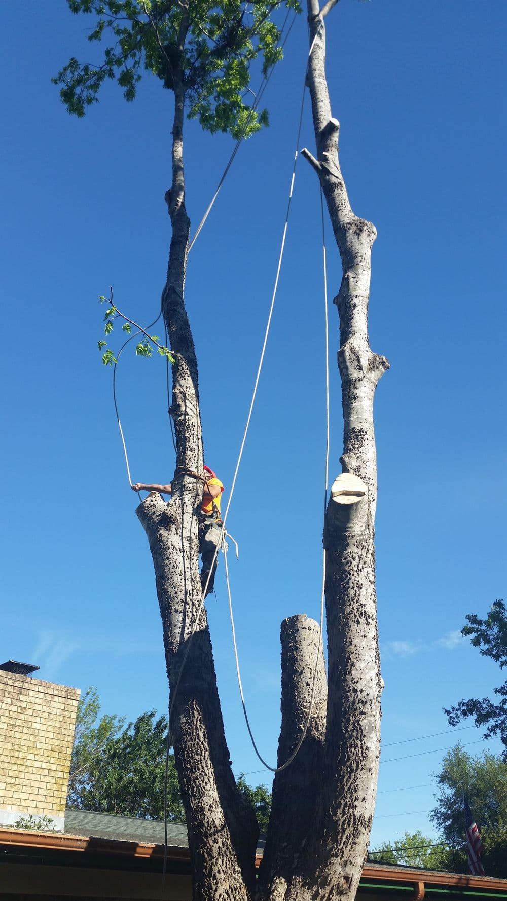 Tree trimmer climbing a tall tree with ropes against a clear blue sky.