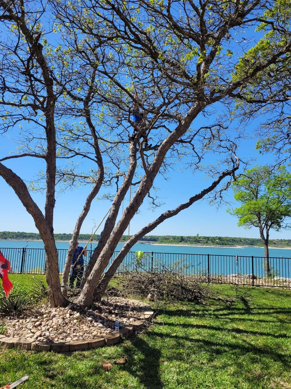 Tree trimming near a lake with clear blue sky and green grass in the foreground.
