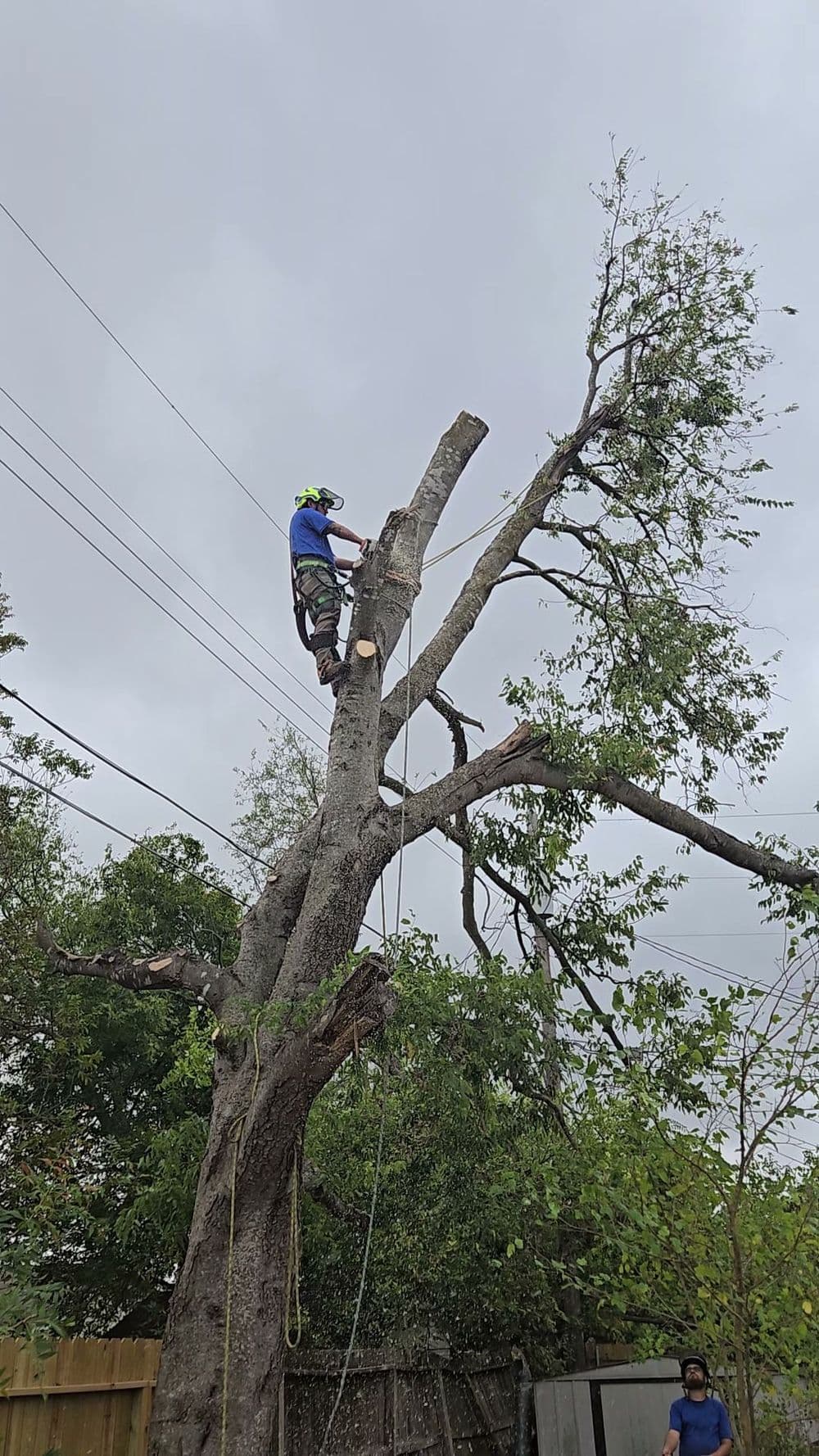 Tree removal service in action, worker climbing a tree near power lines on a cloudy day.