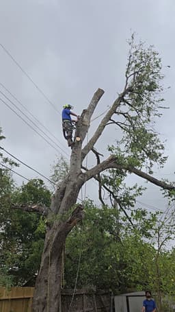 Certified Arborist Expertise's image