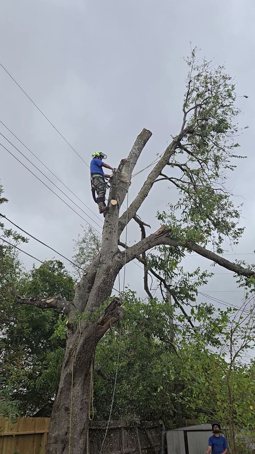 Certified Arborist Expertise's image