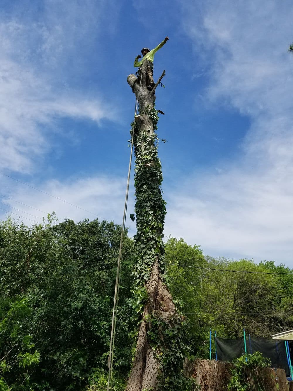Person climbing a tall tree covered in ivy against a blue sky with scattered clouds.