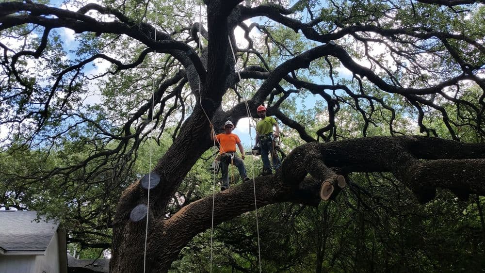 Two tree climbers in safety gear working on a large oak tree.