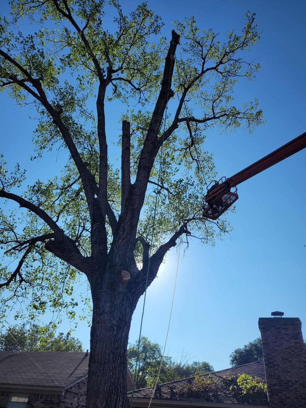 Tree trimming in progress with a lift against a clear blue sky.