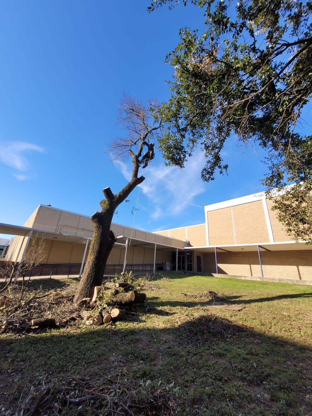 View of a school building with a felled tree and clear blue sky.