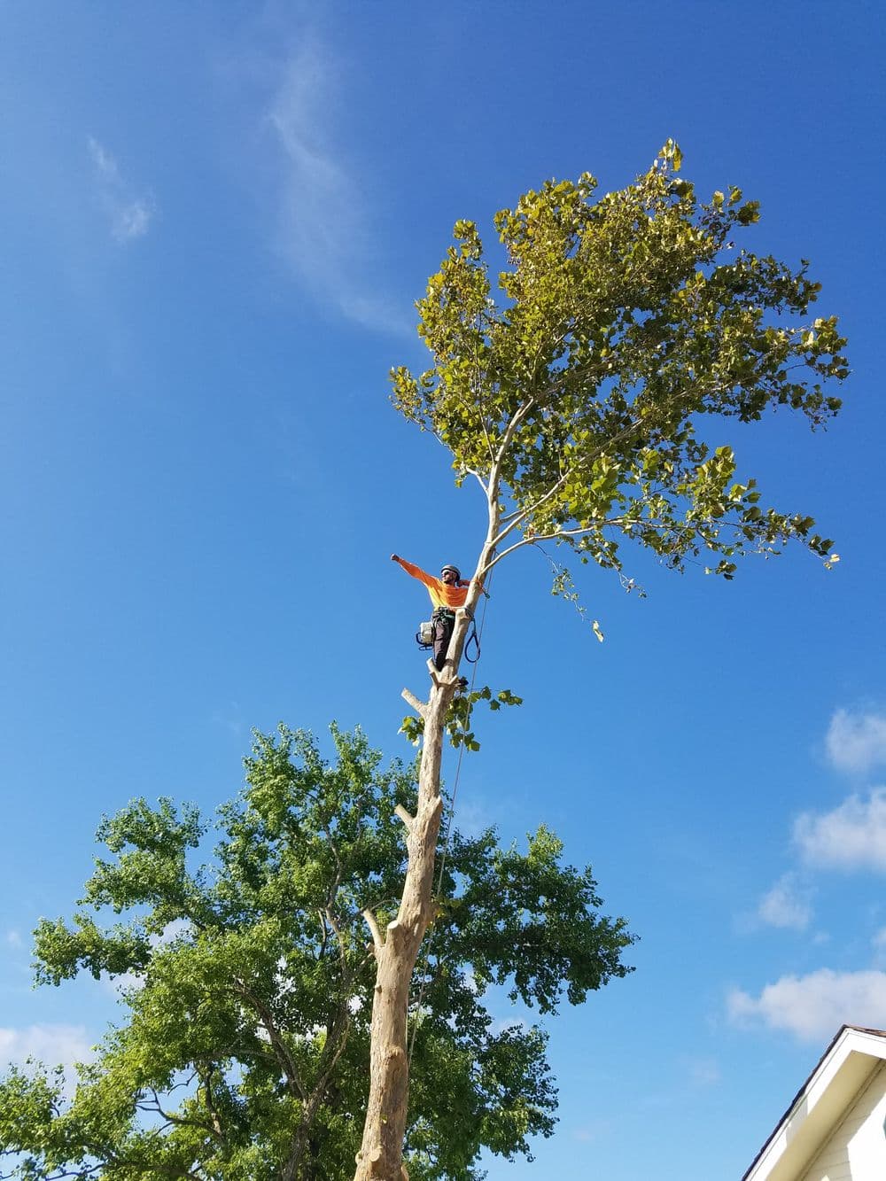 Tree trimming professional working at the top of a tall tree against a blue sky.