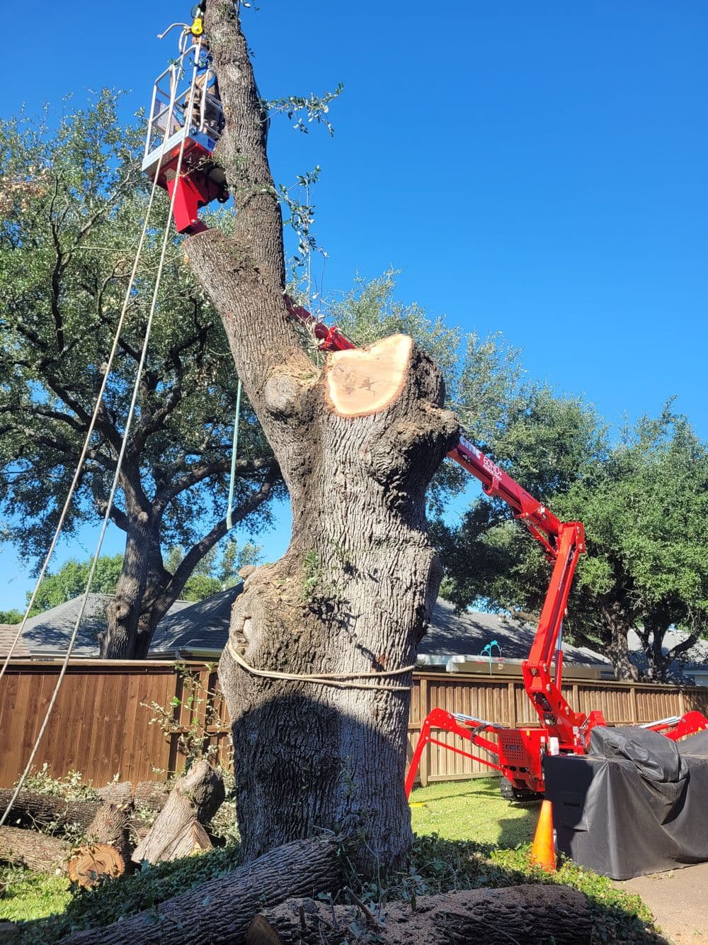 Tree removal in progress with a lift and freshly cut log against a clear blue sky.