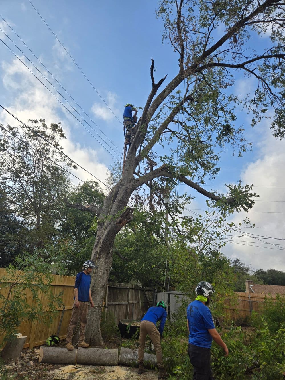 Tree workers using chainsaws to trim a tall tree near power lines on a sunny day.