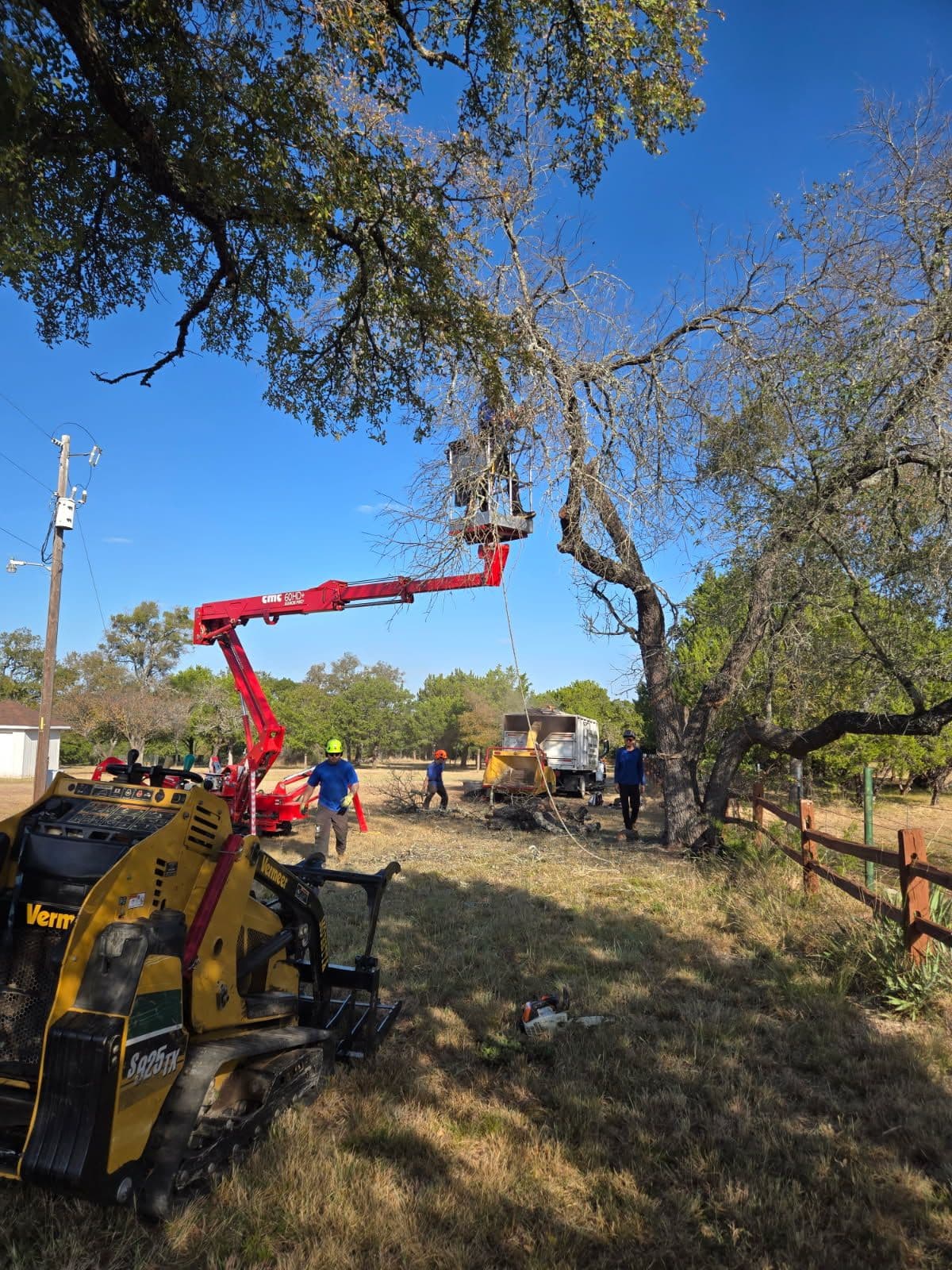 Live Oak Safely Removed in Killeen TX image