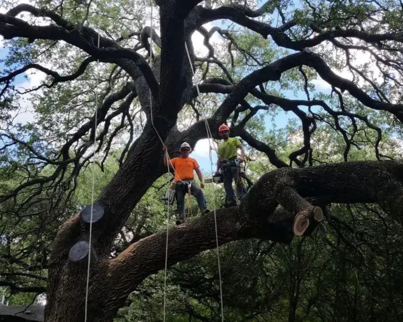 Tree Services
