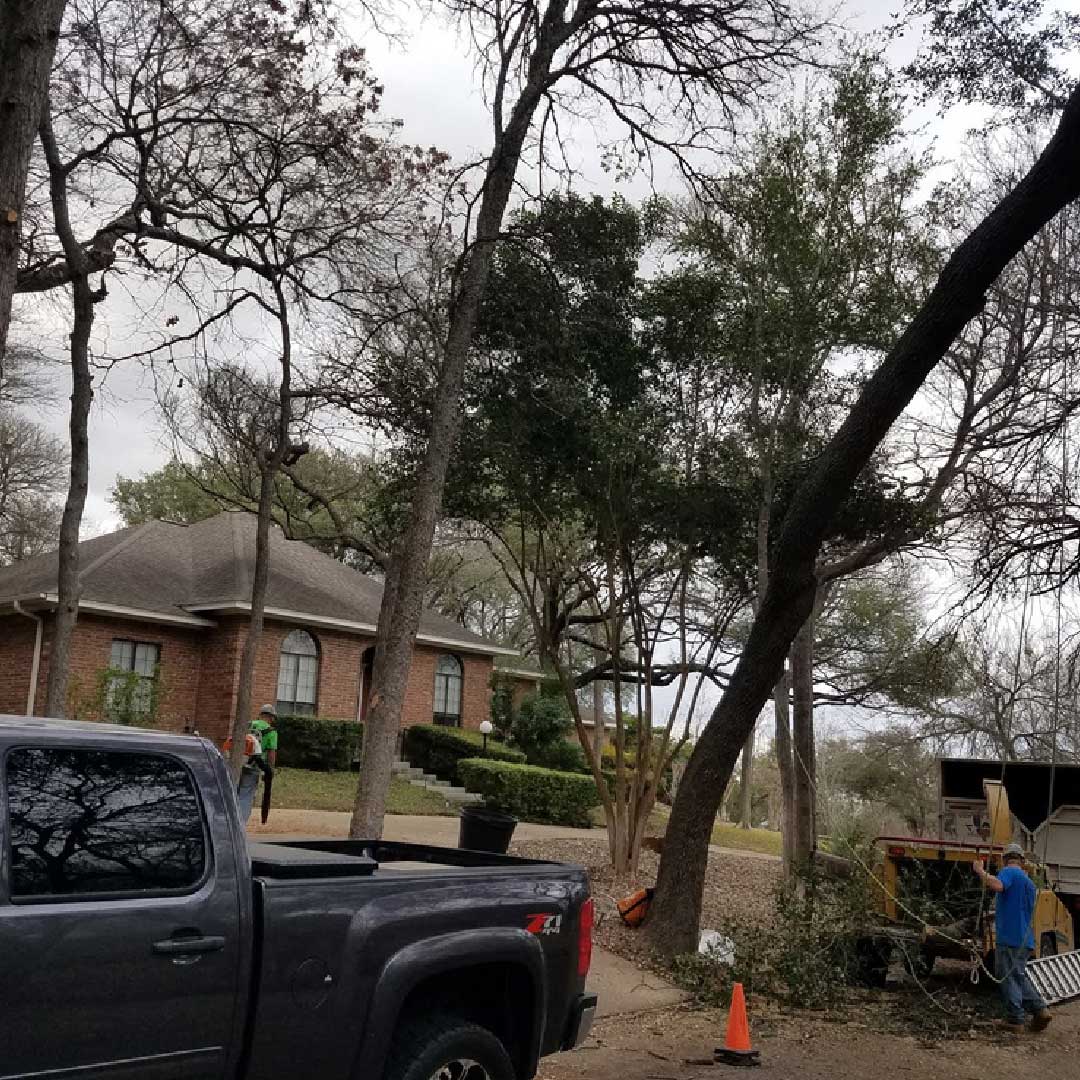 Tree Removal
