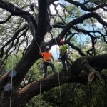 Tree Services in Temple, Texas