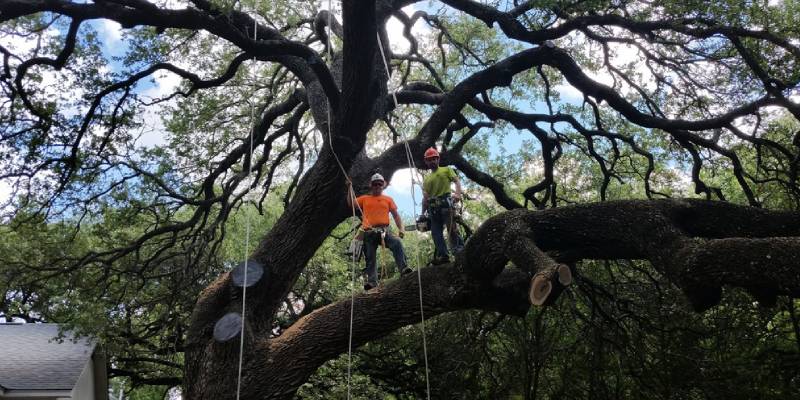 Professional Tree Trimming Services