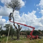 Tree Removal in Temple, Texas