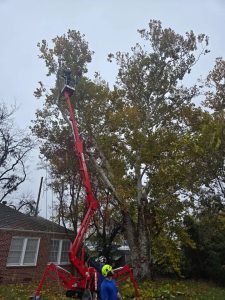 sycamore tree removal